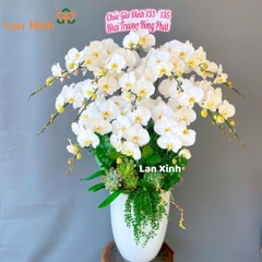 Chậu hoa lan hồ điệp trắng 15 cành thể hiện sự thanh nhã và sang trọng.