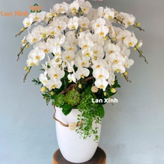 Lan hồ điệp trắng 17 cành - HD447