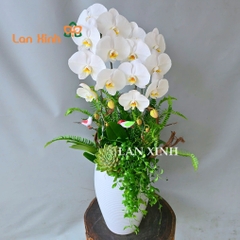 lan hồ điệp trắng 2 cành cắm kiểu