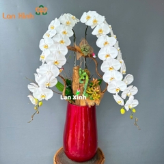 Lan hồ điệp trắng 2 cành cao cấp - HD252