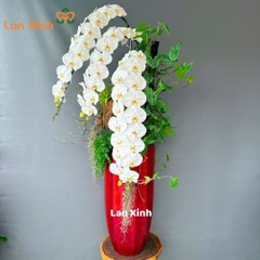 Lan hồ điệp trắng 3 cành cao cấp - HD130