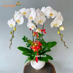 Lan hồ điệp trắng 3 cành
