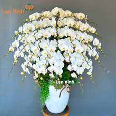 lan hồ điệp trắng 30 cành