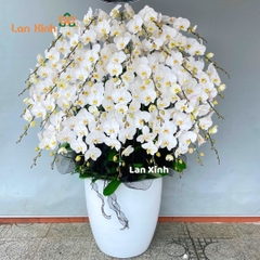 Lan hồ điệp trắng 40 cành viếng chia buồn - HD428