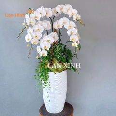 Lan hồ điệp trắng 5 cành cắm kiểu đẹp tặng khai trương