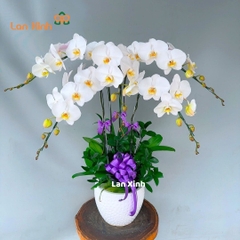 Chậu hoa lan hồ điệp trắng