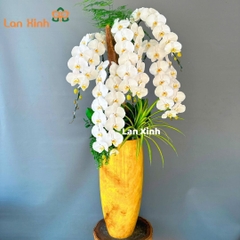 Lan hồ điệp trắng 5 cành VIP - HD133