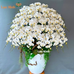 Lan hồ điệp trắng 50 cành tặng khai trương hồng phát