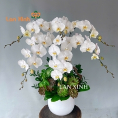 lan hồ điệp trắng 6 cành mix sen đá