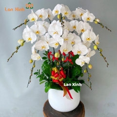 Lan hồ điệp trắng 8 cành