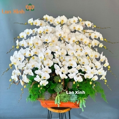 lan hồ điệp trắng bonsai HD115