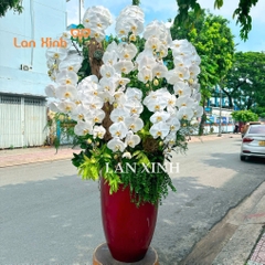 lan hồ điệp trắng cắm nghệ thuật đẹp