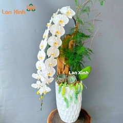 Lan hồ điệp trắng 1 cành cao cấp - HD485