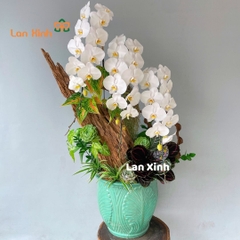 Lan hồ điệp trắng 3 cành cao cấp - HD496