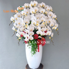 lan hồ điệp trắng chậu cao cấp HD558