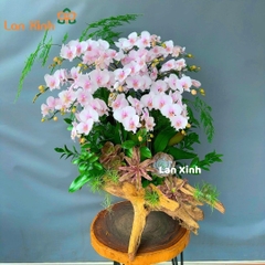 lan hồ điệp mini màu trắng hồng gỗ lũa - HD291