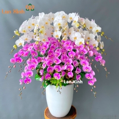Lan hồ điệp trắng hồng 21 cành - HD156