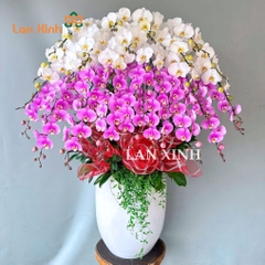 Chậu hoa lan hồ điệp trắng hồng 30 cành - chậu hoa lan tặng khai trương đẹp