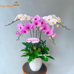 Lan hồ điệp trắng hồng 5 cành - HD415