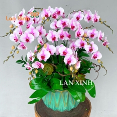 Lan hồ điệp trắng hồng để bàn cắm kiểu