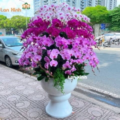 Lan hồ điệp trắng hồng tím 80 cành