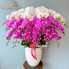 Lan hồ điệp trắng hồng tím đột biến 18 cành - HD485