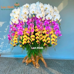 Lan hồ điệp trắng hồng vàng gỗ lũa - HD463