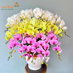 Lan hồ điệp trắng hồng xanh 15 cành