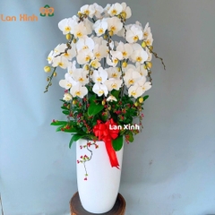 Lan hồ điệp trắng lưỡi vàng 12 cành - HD416