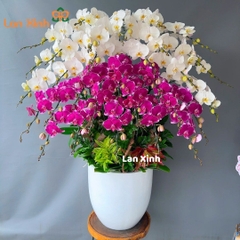 Lan hồ điệp trắng mix tím đậm 30 cành - HD265