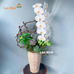 Lan hồ điệp trắng 1 cành VIP mix sen đá
