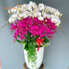 lan hồ điệp trắng tím 21 cành
