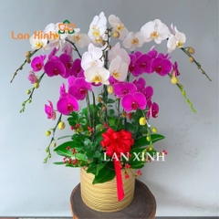 lan hồ điệp trắng tím 8 cành