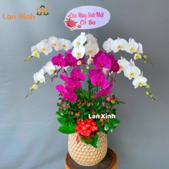 Lan hồ điệp trắng tím 9 cành - HD161