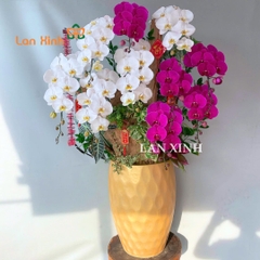 Lan hồ điệp trắng tím cắm kiểu - HD564