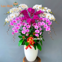Lan hồ điệp trắng tím hồng 18 cành HD149