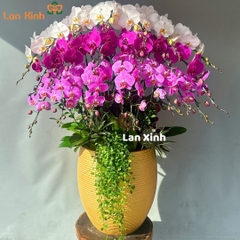 Lan hồ điệp trắng tím hồng 20 cành - HD395