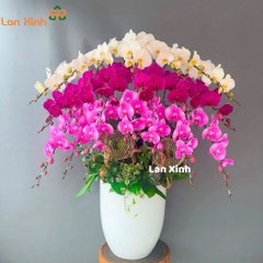 Lan hồ điệp trắng tím hồng 20 cành - HD395