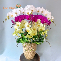 lan hồ điệp trắng tím xanh bơ
