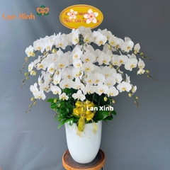 Lan hồ điệp trắng tưởng niệm 15 cành - HD274