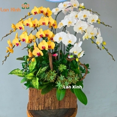 Lan hồ điệp trắng vàng chậu gỗ