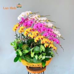 Lan hồ điệp trắng vàng hồng thuyền gỗ - HD405