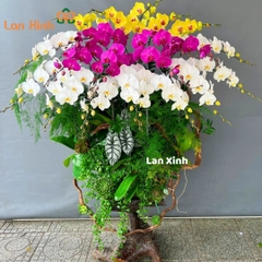 Lan hồ điệp trắng vàng tím gỗ lũa - HD204