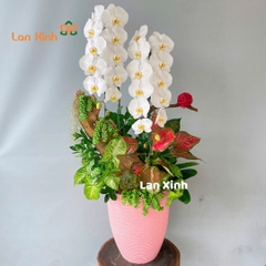 Lan hồ điệp trắng VIP 2 cành - HD464