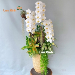 Lan hồ điệp trắng VIP 3 cành - HD473