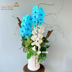 Lan hồ điệp trắng xanh dương - HD515