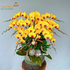 lan hồ điệp vàng 10 cành