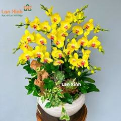 Lan hồ điệp vàng 11 cành