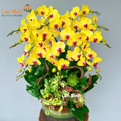 Lan hồ điệp vàng 12 cành