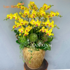 lan hồ điệp vàng 13 cành